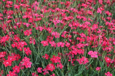 Dianthus deltoides 'Brilliant'