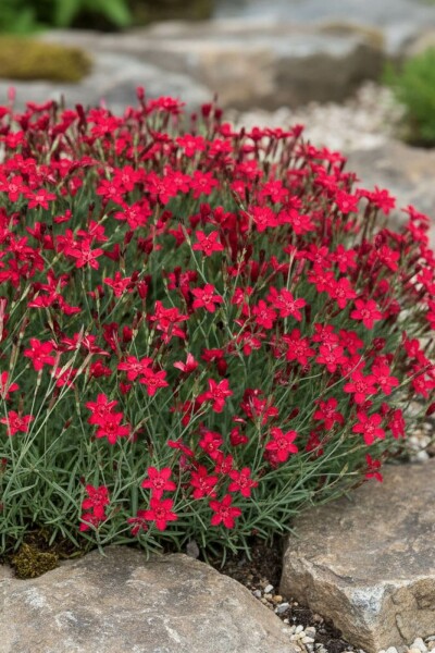 Dianthus deltoides 'Flashing Light' Backnejlika 5-10 i kruka P9 Dianthus deltoides 'Flashing Light'