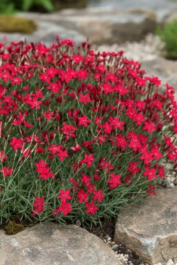 Dianthus deltoides 'Flashing Light' Backnejlika 5-10 i kruka P9 Dianthus deltoides 'Flashing Light'