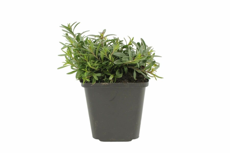 Dianthus deltoides 'Flashing Light' Backnejlika 5-10 i kruka P9 Dianthus deltoides 'Flashing Light'