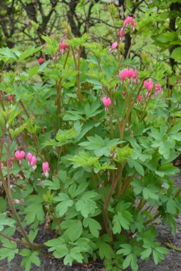 Dicentra spectabilis Löjtnantshjärta 5-10 i kruka P9 Dicentra spectabilis