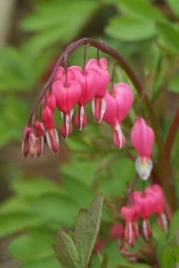 Dicentra spectabilis Löjtnantshjärta 5-10 i kruka P9 Dicentra spectabilis
