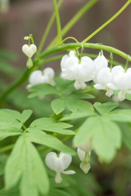 Dicentra spectabilis 'Alba' Löjtnantshjärta 5-10 i kruka P9 Dicentra spectabilis 'Alba'