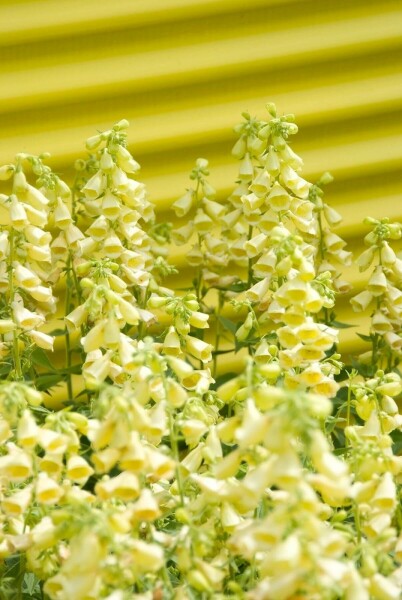 Digitalis grandiflora Gul fingerborgsblomma 5-10 i kruka P9 Digitalis grandiflora