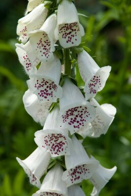 Digitalis purpurea 'Alba' Fingerborgsblomma 5-10 i kruka P9 Digitalis purpurea 'Alba'
