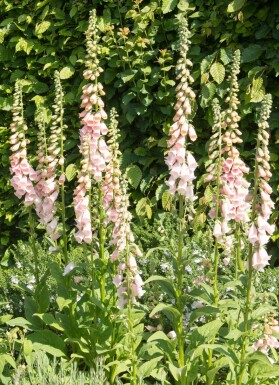 Digitalis purpurea 'Apricot' Fingerborgsblomma 5-10 i kruka P9 Digitalis purpurea 'Apricot'