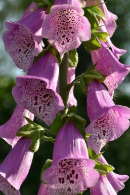 Digitalis purpurea 'Gloxiniiflora' Fingerborgsblomma 5-10 i kruka P9 Digitalis purpurea 'Gloxiniiflora'