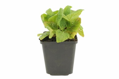 Digitalis purpurea 'Gloxiniiflora' Fingerborgsblomma 5-10 i kruka P9 Digitalis purpurea 'Gloxiniiflora'