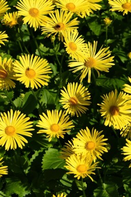 Doronicum orientale 'Magnificum' Gemsrot 5-10 i kruka P9 Doronicum orientale 'Magnificum'