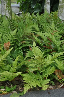 Dryopteris erythrosora Bronsbräken 5-10 i kruka P9 Dryopteris erythrosora