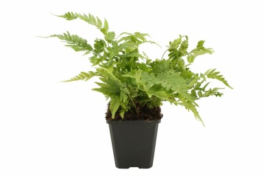 Dryopteris erythrosora Bronsbräken 5-10 i kruka P9 Dryopteris erythrosora