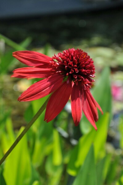 Echinacea 'Eccentric' Solhatt 5-10 i kruka P9 Echinacea 'Eccentric'