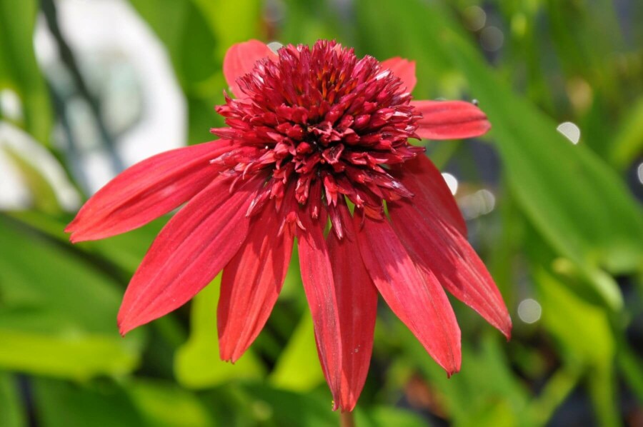 Echinacea 'Eccentric' Solhatt 5-10 i kruka P9 Echinacea 'Eccentric'