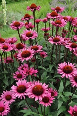 Echinacea 'Fatal Attraction' Solhatt 5-10 i kruka P9 Echinacea 'Fatal Attraction'