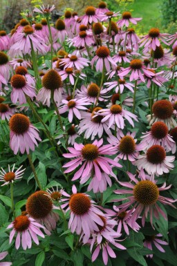 Echinacea purpurea Röd solhatt 5-10 i kruka P9 Echinacea purpurea