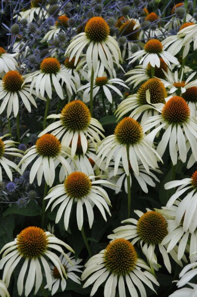 Echinacea purpurea 'Alba' Solhatt 10-15 i kruka C2 Echinacea purpurea 'Alba'