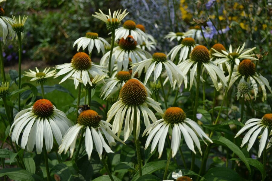 Echinacea purpurea 'Alba' Solhatt 10-15 i kruka C2 Echinacea purpurea 'Alba'
