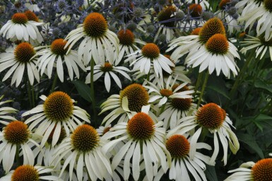 Echinacea purpurea 'Alba' Solhatt 10-15 i kruka C2 Echinacea purpurea 'Alba'