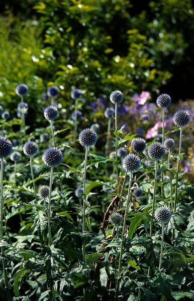 Echinops bannaticus 'Taplow Blue' Blå bolltistel 5-10 i kruka P9 Echinops bannaticus 'Taplow Blue'