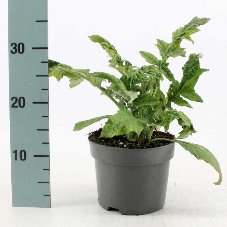 Echinops ritro Blå bolltistel 10-15 i kruka C2 Echinops ritro