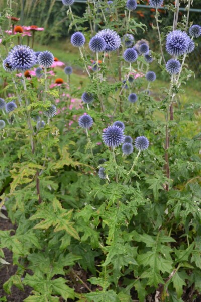 Echinops ritro Blå bolltistel 5-10 i kruka P9 Echinops ritro