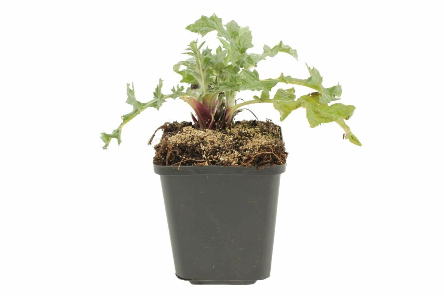 Echinops ritro Blå bolltistel 5-10 i kruka P9 Echinops ritro