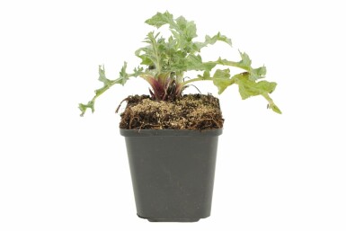 Echinops ritro Blå bolltistel 5-10 i kruka P9 Echinops ritro