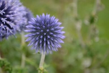 Echinops ritro Blå bolltistel 5-10 i kruka P9 Echinops ritro