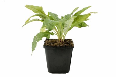 Echinops ritro 'Veitch's Blue' Blå bolltistel 5-10 i kruka P9 Echinops ritro 'Veitch's Blue'