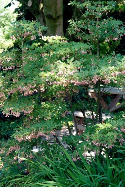 Enkianthus campanulatus C12 80-100