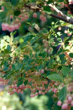 Enkianthus campanulatus C12 80-100