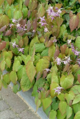 Epimedium grandiflorum 'Lilafee' Japansk sockblomma 5-10 i kruka P9 Epimedium grandiflorum 'Lilafee'