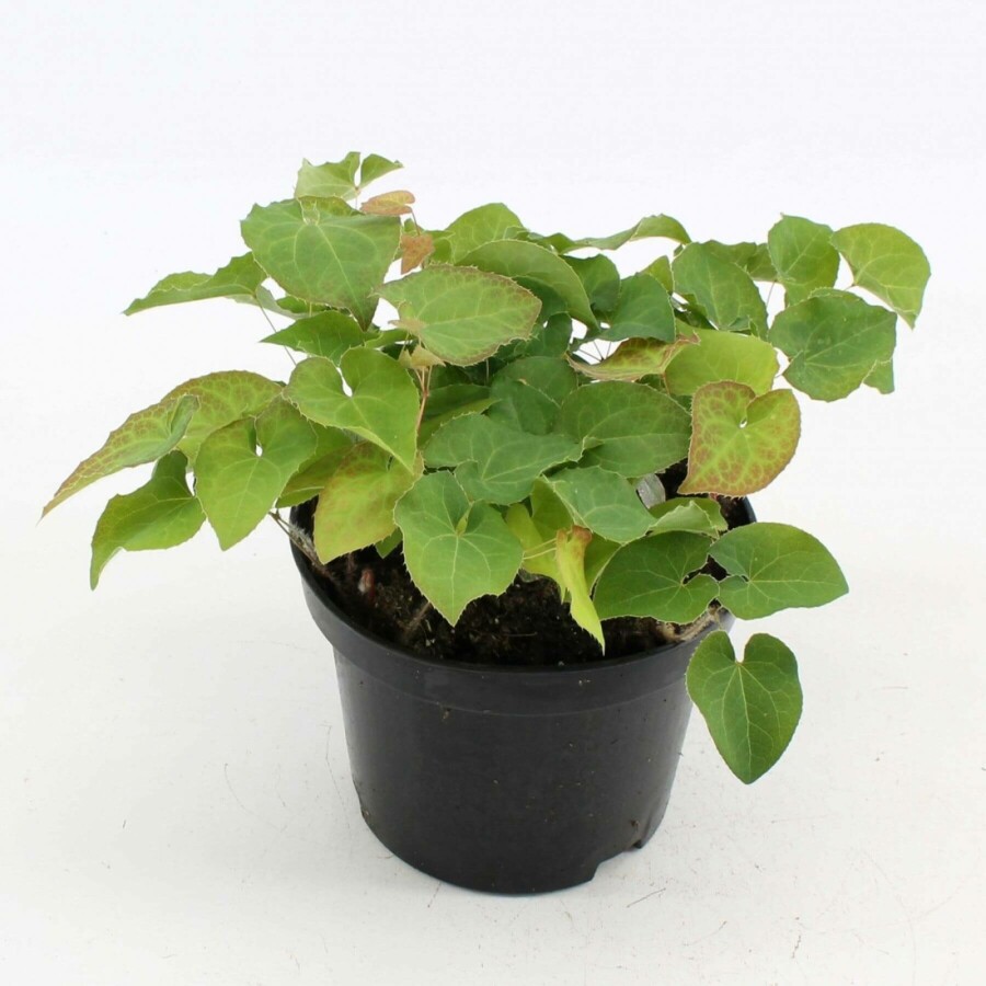 Epimedium × perralchicum 'Frohnleiten' Sockblommor 10-15 i kruka C2 Epimedium × perralchicum 'Frohnleiten'