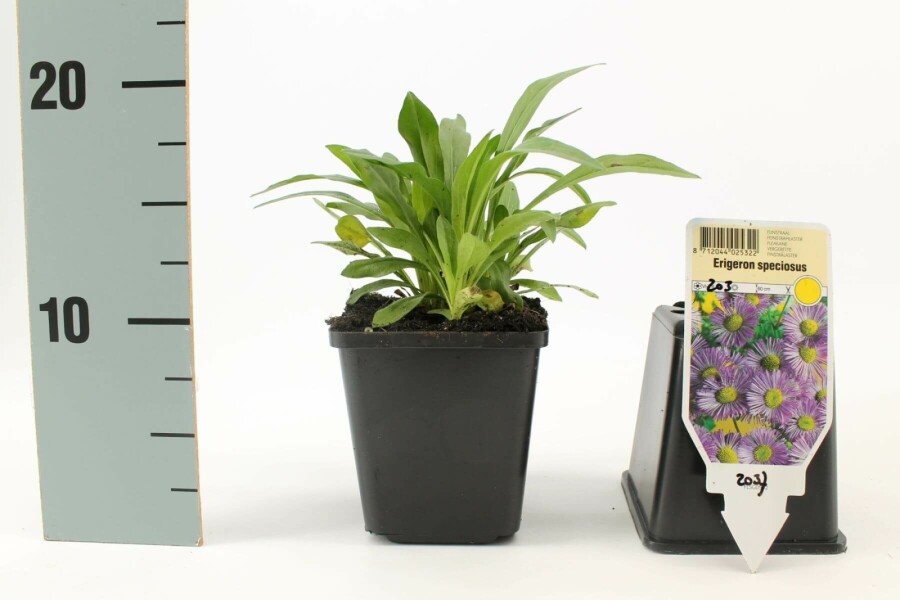 Erigeron speciosus 'Superbus' Skönbinka 5-10 i kruka P9 Erigeron speciosus 'Superbus'