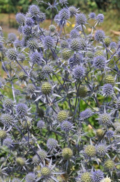 Eryngium planum Rysk martorn 5-10 i kruka P9 Eryngium planum