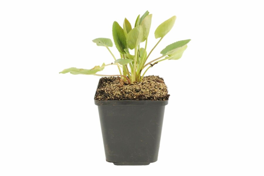 Eryngium planum Rysk martorn 5-10 i kruka P9 Eryngium planum