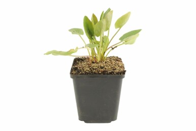 Eryngium planum Rysk martorn 5-10 i kruka P9 Eryngium planum