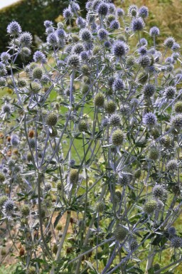 Eryngium planum Rysk martorn 5-10 i kruka P9 Eryngium planum