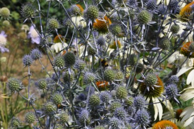 Eryngium planum Rysk martorn 5-10 i kruka P9 Eryngium planum