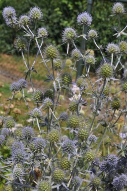 Eryngium planum Rysk martorn 5-10 i kruka P9 Eryngium planum