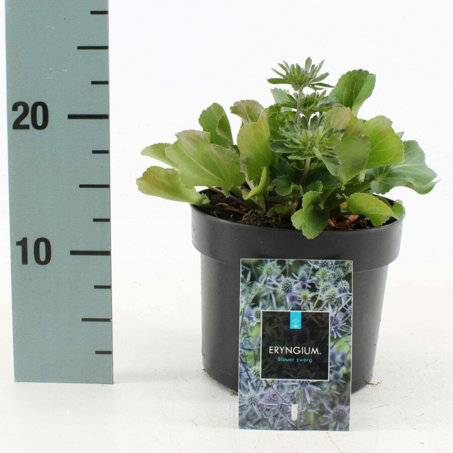 Eryngium planum 'Blauer Zwerg' Rysk martorn 10-15 i kruka C2 Eryngium planum 'Blauer Zwerg'