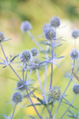 Eryngium planum 'Blauer Zwerg' Rysk martorn 10-15 i kruka C2 Eryngium planum 'Blauer Zwerg'