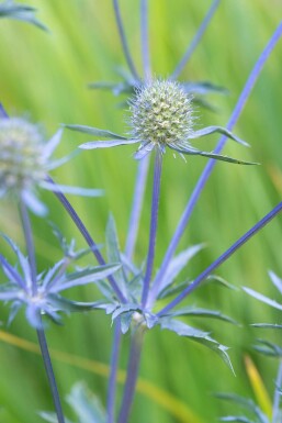 Eryngium planum 'Blauer Zwerg' Rysk martorn 10-15 i kruka C2 Eryngium planum 'Blauer Zwerg'