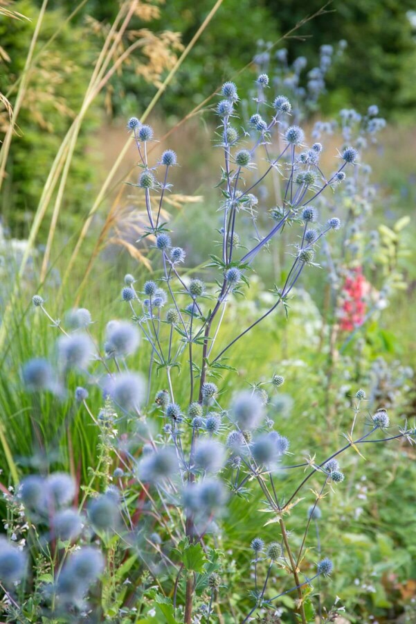 Eryngium planum 'Blauer Zwerg' Rysk martorn 5-10 i kruka P9 Eryngium planum 'Blauer Zwerg'