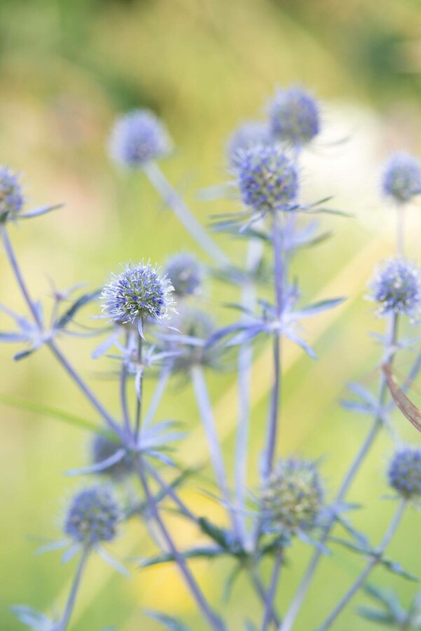 Eryngium planum 'Blauer Zwerg' Rysk martorn 5-10 i kruka P9 Eryngium planum 'Blauer Zwerg'