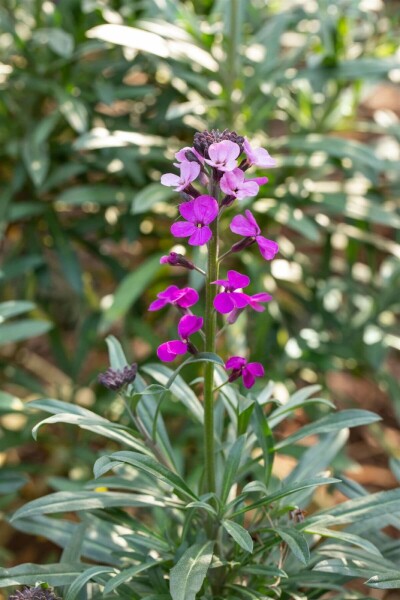 Erysimum 'Bowles Mauve' Kårlar 10-15 i kruka C2 Erysimum 'Bowles Mauve'