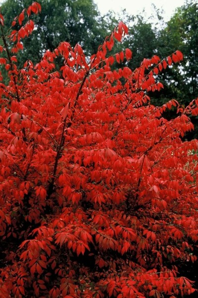 Euonymus alatus C12 60-80