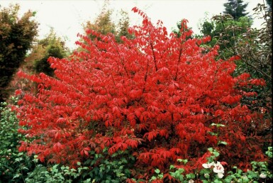 Euonymus alatus C12 60-80