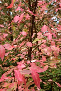 Euonymus alatus C12 60-80