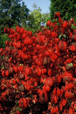 Euonymus alatus 'Compactus' C12 60-80